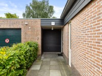 Narcis | Buiten