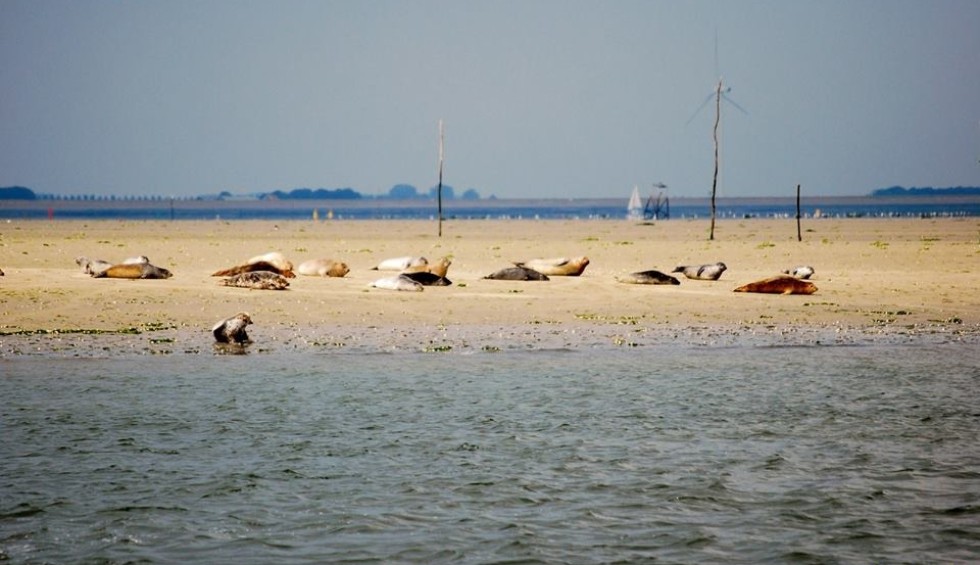 Foto- Zeehonden spotten!.JPG