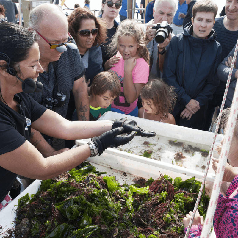 Marstrand Rundfahrten - Robbenbeobachtung