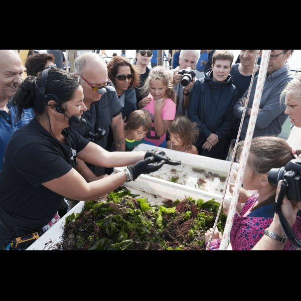 Marstrand Rundfahrten - Robbenbeobachtung