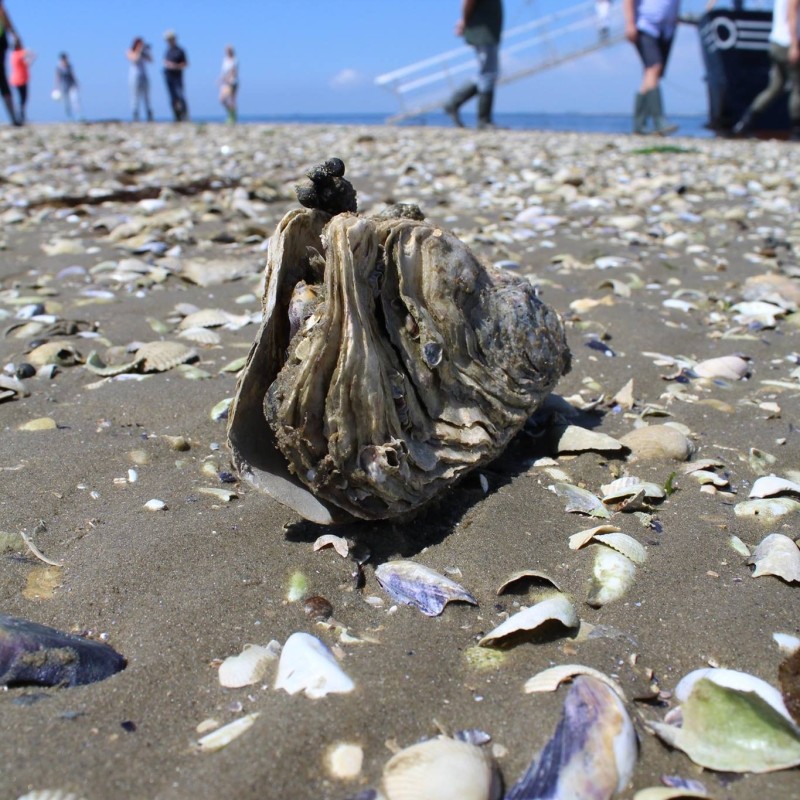 Marstrand Kreuzfahrten