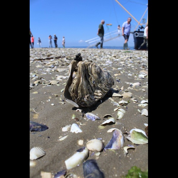 Marstrand Kreuzfahrten