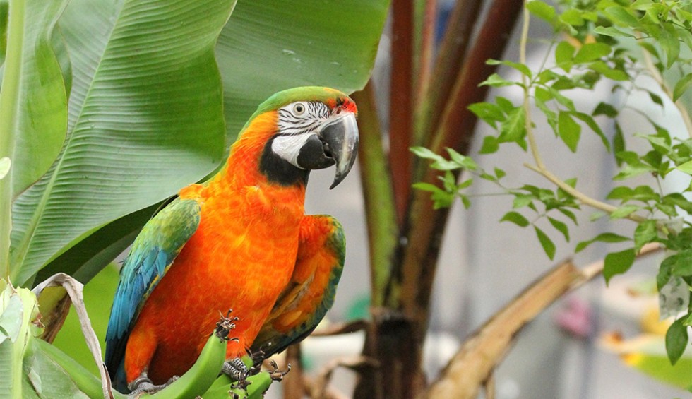 papegaai.jpg