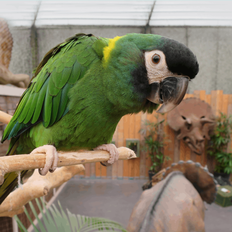 Tropischer Zoo Berkenhof - Kwadendamme