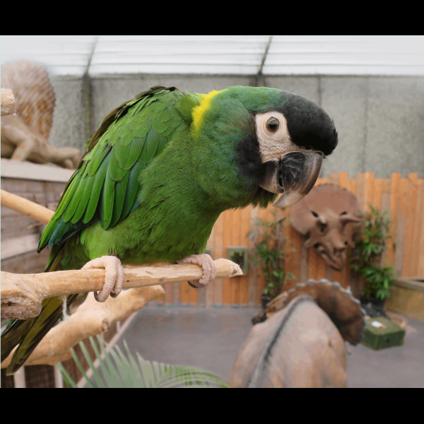 Tropischer Zoo Berkenhof - Kwadendamme